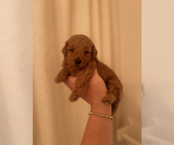 Medium Photo #9  Breeder Profile in NASHVILLE, TN, USA