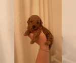 Small #8 Breeder Profile image