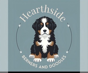 Bernedoodle Dog Breeder near O FALLON, MO, USA