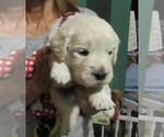 Small Photo #27  Breeder Profile in NORTHWOOD, OH, USA