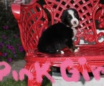 Small #1 Breeder Profile image