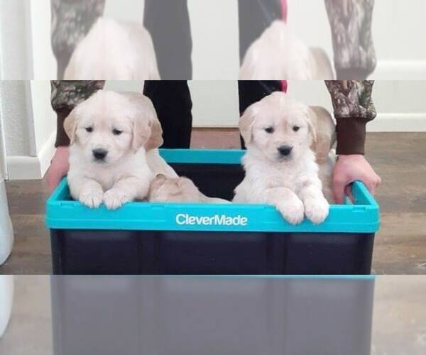 Medium Photo #1  Breeder Profile in WHEELER, MI, USA