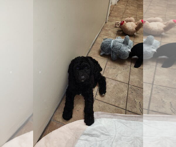 Medium Photo #3  Breeder Profile in OXNARD, CA, USA