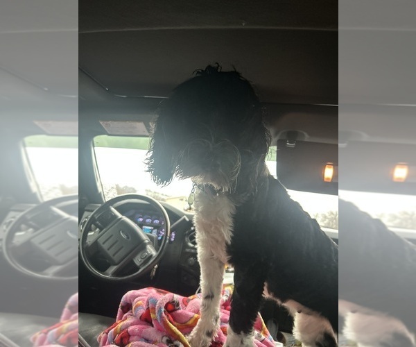 Medium Photo #16  Breeder Profile in BAYTOWN, TX, USA