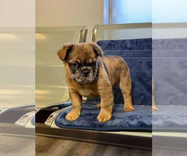 Medium Photo #11  Breeder Profile in LITHONIA, GA, USA