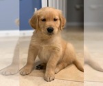 Small #2 Breeder Profile image
