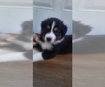 Small #21 Breeder Profile image