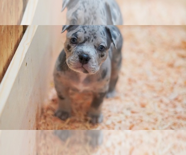 Medium Photo #1  Breeder Profile in MODESTO, CA, USA