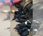 Small #22 Breeder Profile image