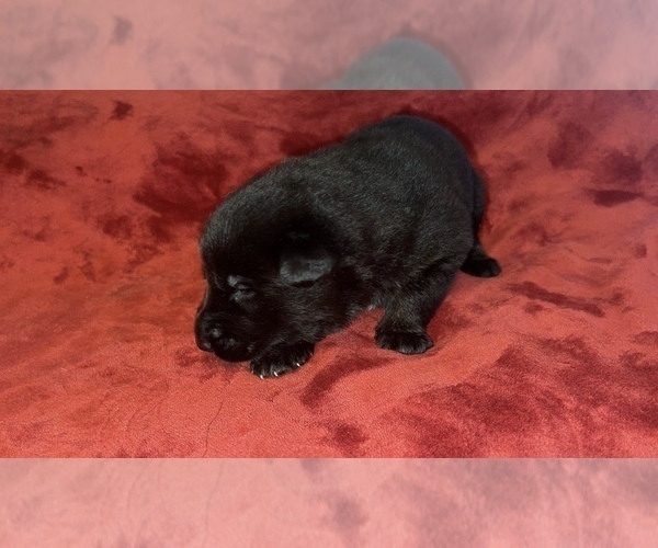 Medium Photo #7  Breeder Profile in COVENTRY, RI, USA