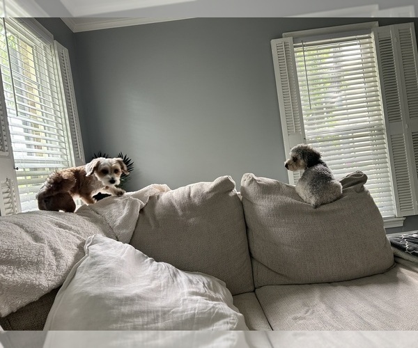 Medium Photo #7  Breeder Profile in MONTGOMERY VILLAGE, MD, USA