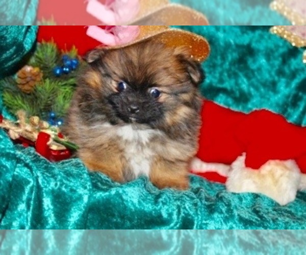Medium Photo #22  Breeder Profile in CASSVILLE, MO, USA
