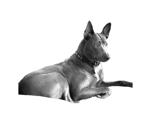 Medium Photo #6  Breeder Profile in POTSDAM, NY, USA