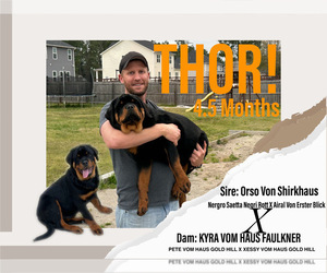 Rottweiler Dog Breeder near PINEHURST, NC, USA