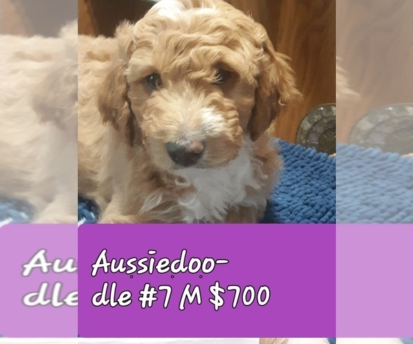Medium Photo #2  Breeder Profile in AIRWAY HEIGHTS, WA, USA