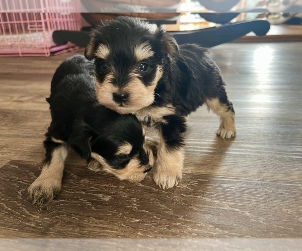 Medium Photo #4  Breeder Profile in WELLINGTON, AL, USA