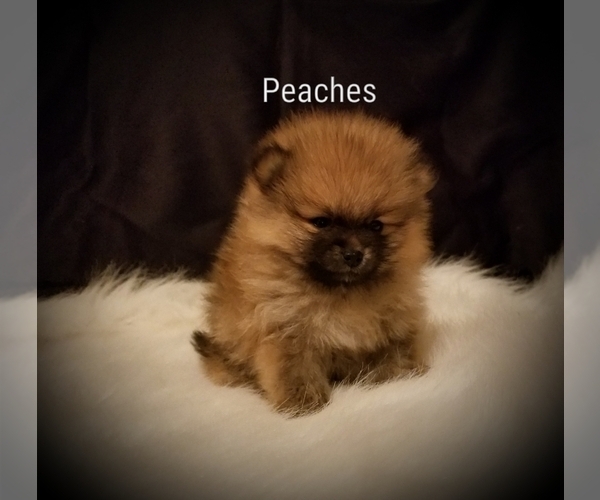 Medium Photo #1  Breeder Profile in BIG ISLAND, VA, USA