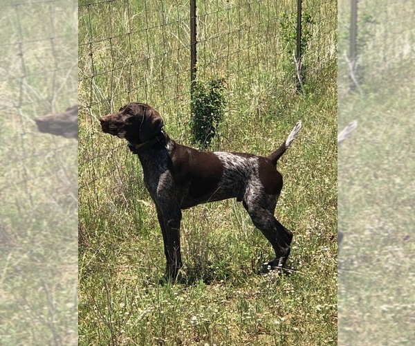 Medium Photo #2  Breeder Profile in DRIPPING SPRINGS, TX, USA