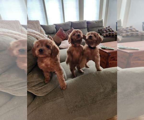 Medium Photo #28  Breeder Profile in GRAND RAPIDS, MI, USA