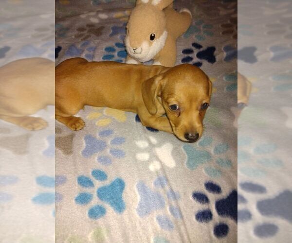 Medium Photo #5  Breeder Profile in GORDONVILLE, TX, USA