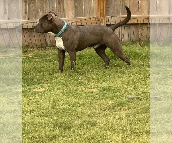 Medium Photo #4  Breeder Profile in VON ORMY, TX, USA