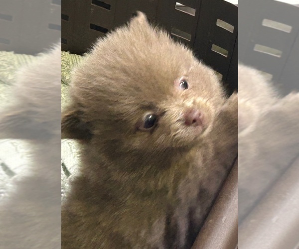 Medium Photo #1  Breeder Profile in VERSAILLES, MO, USA