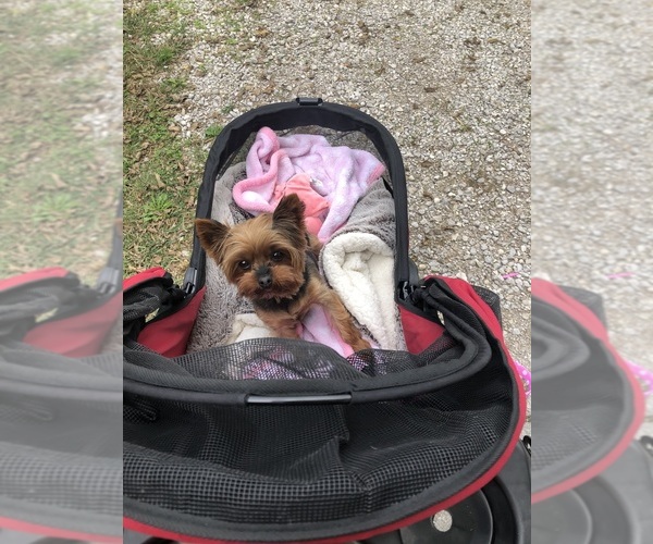 Medium Photo #14  Breeder Profile in CASSVILLE, MO, USA