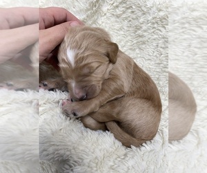 Goldendoodle Dog Breeder in FRANKTOWN,  USA