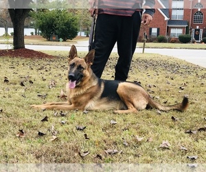 German Shepherd Dog Dog Breeder near MCDONOUGH, GA, USA