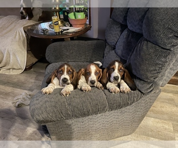 Medium Photo #1  Breeder Profile in PICKERINGTON, OH, USA