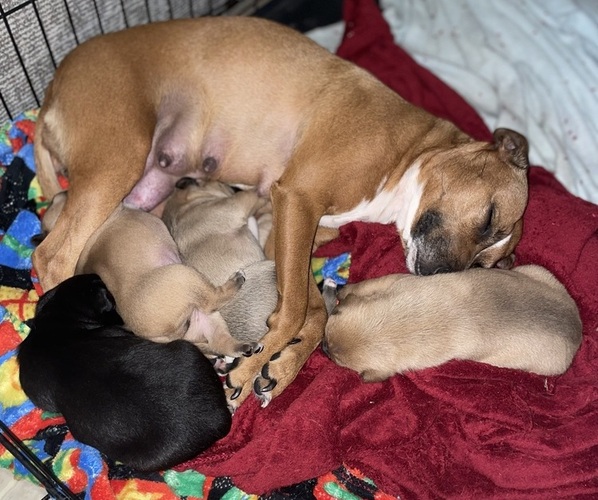Medium Photo #1  Breeder Profile in REDDING, CA, USA