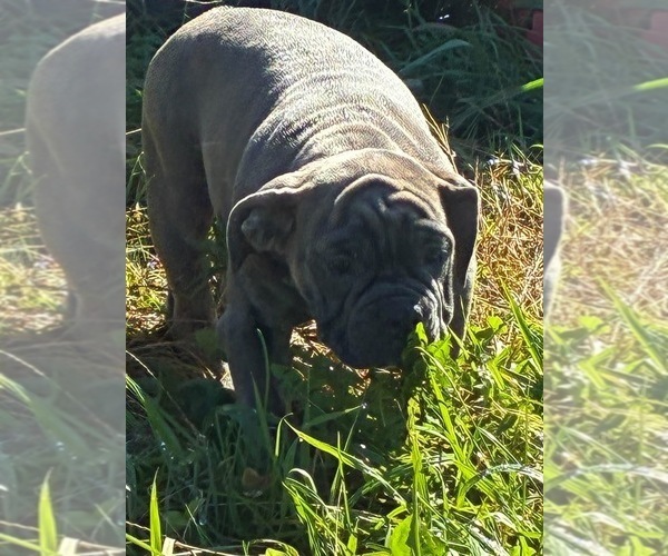 Medium Photo #10  Breeder Profile in CENTER BARNSTEAD, NH, USA