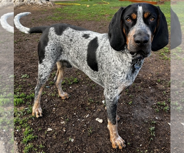 Medium Photo #1  Breeder Profile in AURORA, CO, USA