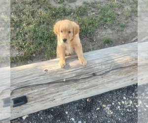 Golden Retriever Dog Breeder near ROSE HILL, KS, USA