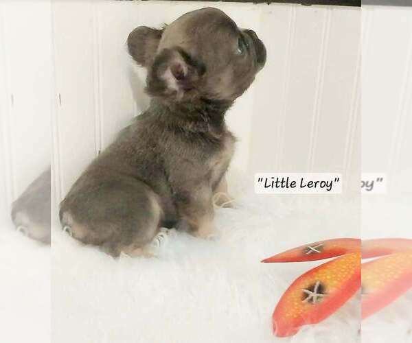 Medium Photo #19  Breeder Profile in COLONIAL BCH, VA, USA