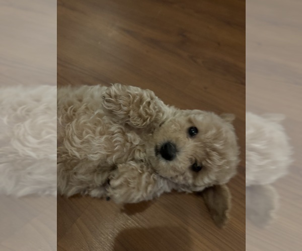 Medium Photo #1  Breeder Profile in COVINGTON, GA, USA