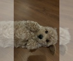 Small breeder photo