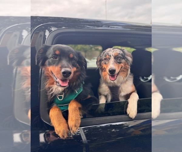 Medium Photo #2  Breeder Profile in NEW BRAUNFELS, TX, USA