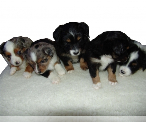 Medium Photo #1  Breeder Profile in MORENO VALLEY, CA, USA