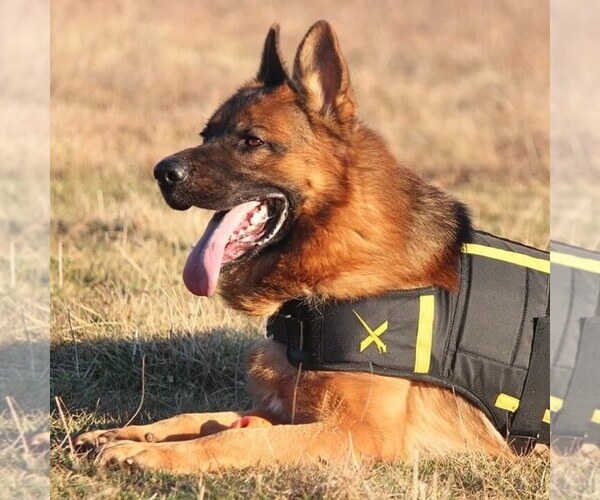 Medium Photo #1  Breeder Profile in EDWARDS, MO, USA