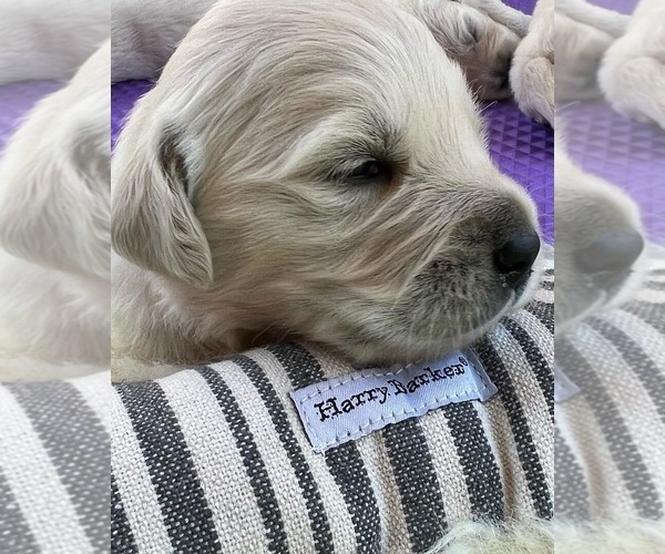 Medium Photo #2  Breeder Profile in PAUMA VALLEY, CA, USA