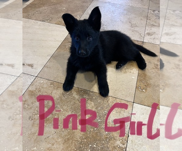 Medium Photo #4  Breeder Profile in FRANKLINTON, LA, USA