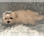 Small #4 Breeder Profile image