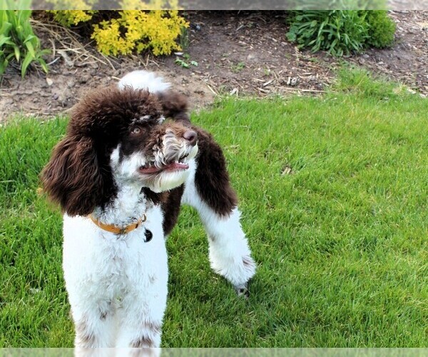 Medium Photo #1  Breeder Profile in OGDEN, UT, USA