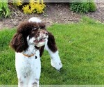 Small breeder photo