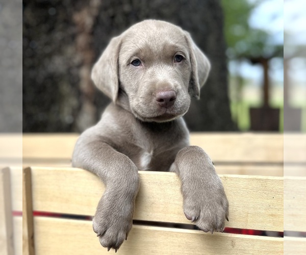 Medium Photo #22  Breeder Profile in MORGAN, TX, USA