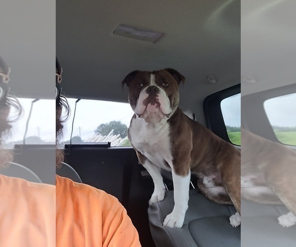 Medium Photo #1  Breeder Profile in ROCKMART, GA, USA