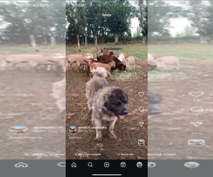 Caucasian Shepherd Dog Dog Breeder near MOUNT PLEASANT, UT, USA