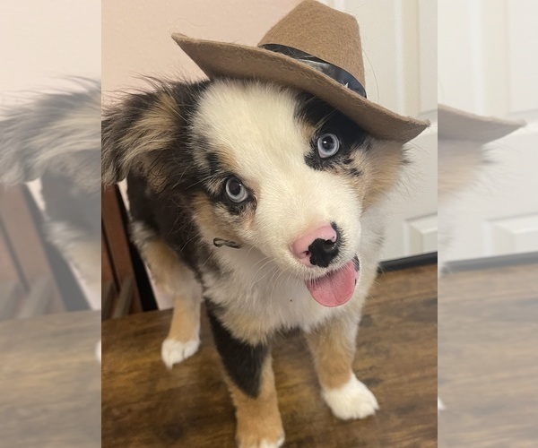 Medium Photo #4  Breeder Profile in GEORGETOWN, TX, USA