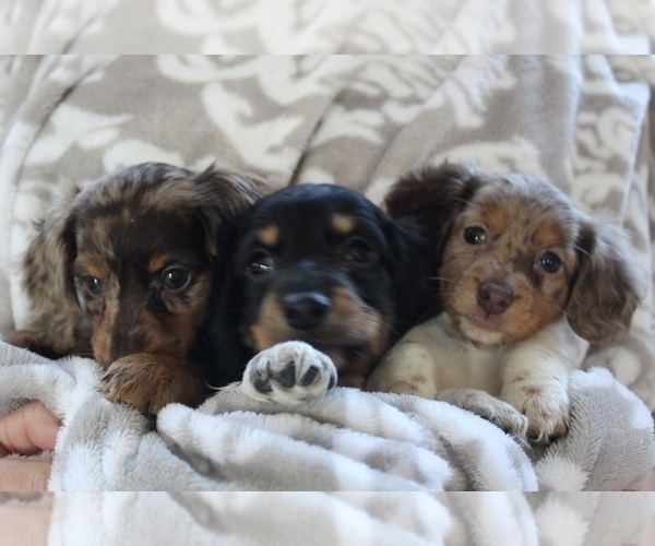 Medium Photo #2  Breeder Profile in SHILOH, OH, USA